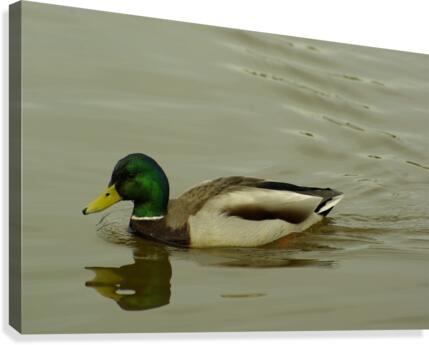 Mallard Canvas Print