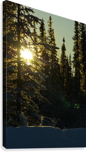 Winter Sunrise Canvas Print