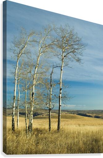Poplars Canvas Print