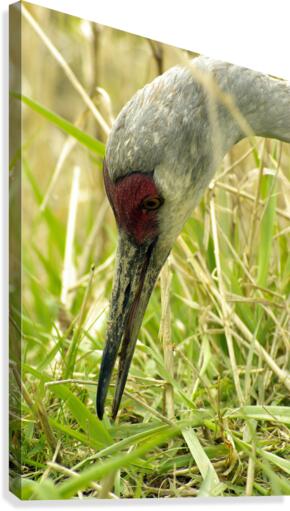 Sandhill Crane Canvas Print