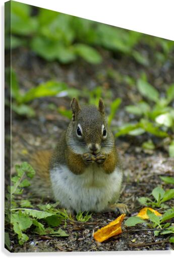 Squirrel Canvas Print