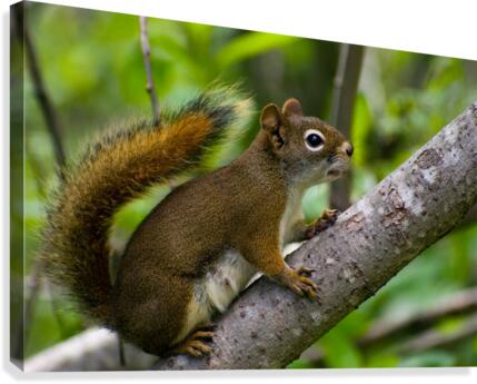 Squirrel Canvas Print