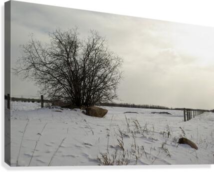 Winter Canvas Print