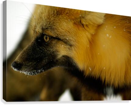 Red Fox Canvas Print