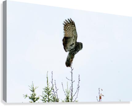 Owl Canvas Print