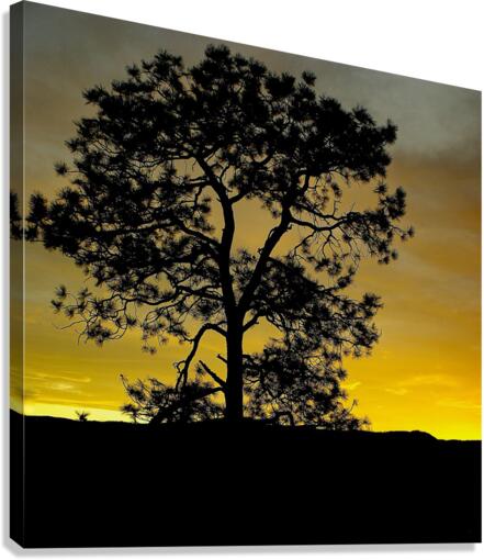 Lone Pine Canvas Print