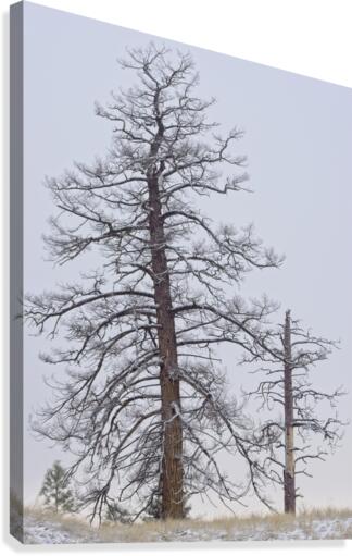 Winter Pines 2 Canvas Print