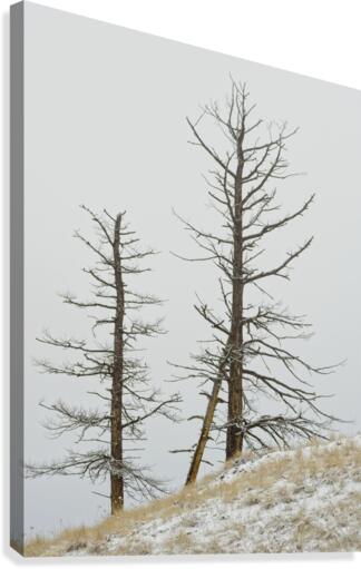Winter Pines Canvas Print