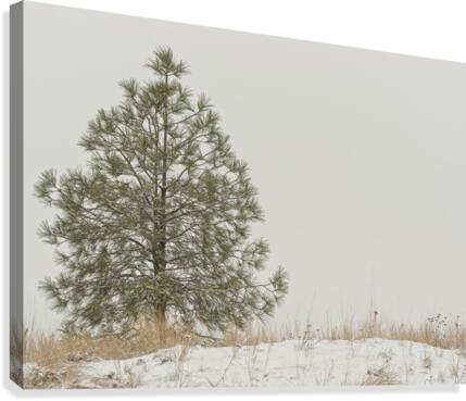 Winter Pine Canvas Print