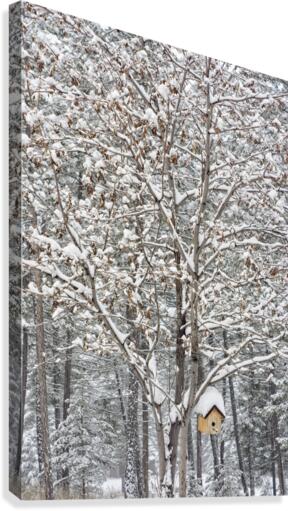 Mountain Ash Canvas Print
