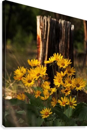 Balsam root Canvas Print