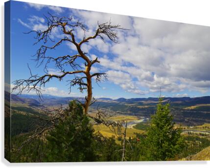 Pine with a view Canvas Print