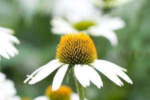 Daisy
