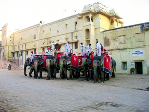 Elephant Rides  Jaipur India