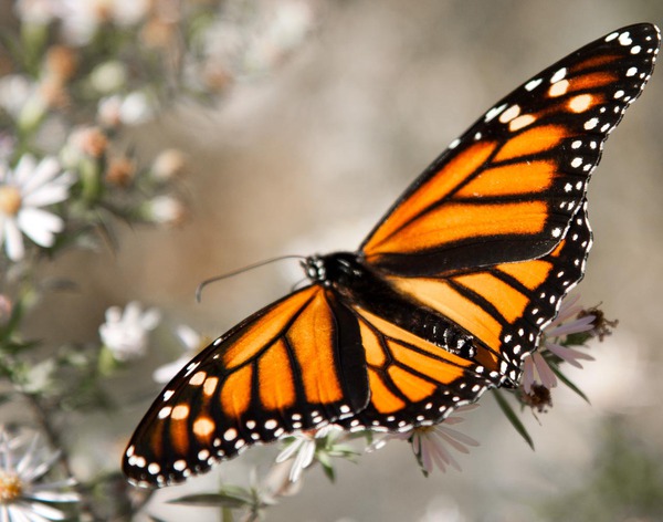 Monarch in flight Print
