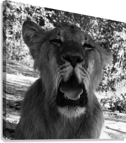 Roar Canvas Print