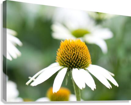 Daisy Canvas Print