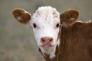 Portrait of close up Calf 100010