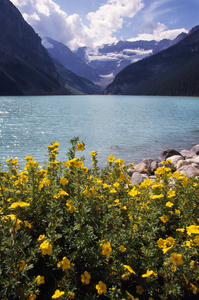 Wildflowers Lake Louise Alberta Canada 102142