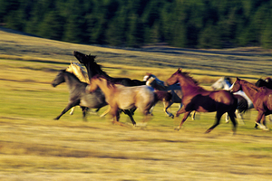 Herd of horses running Oregon United States 102763