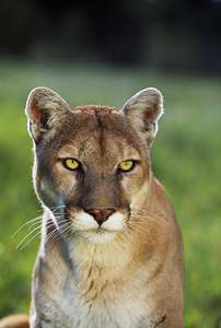 portrait of Mountain lion Felis concolor 110618