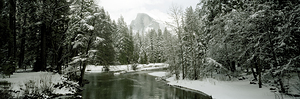 Trees covered with snow Yosemite National Park California USA 113476