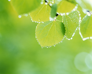 Close up of green leaves hanging from tree 117907
