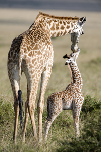 Maasai Giraffe with its Calf Maasai Mara Kenya 119228