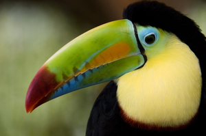 Close-up of Keel-Billed toucan Costa Rica 119260