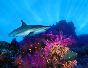 Caribbean Reef shark and Soft corals in the ocean 120301