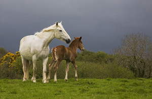 Mare and Foal Co Derry Ireland 122284