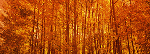 Aspen trees at sunrise in autumn Colorado USA 124242