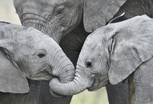 African elephant babies holding trunks Tanzania 139045