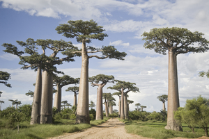 Baobab trees along dirt road Ave of Baobabs MDG 139052