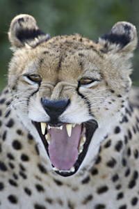 Close-up of a cheetah snarling Tanzania Africa 139416