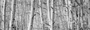Aspen trees in a forest Rock Creek Lake CA USA 152150