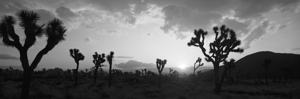 Sunset Joshua Tree Park California USA 152164
