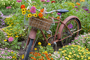 Old bicycle with flower basket in garden M CO IL 169168