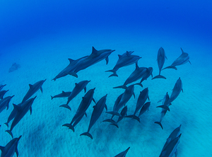 School of dolphins swimming in Pacific Ocean HI 175014