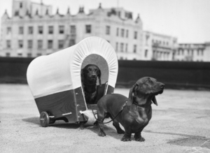 1930s 2 DACHSHUND DOGS ONE PULLING SMALL WAGON 176689