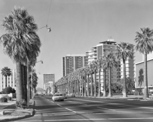 1960s Palm Trees At Central Avenue Phoenix AZ USA 178851