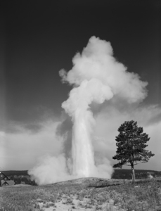 1960s OLD FAITHFUL GEYSER YELLOWSTONE NTL PARK 178855