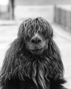 1960s CLOSE-UP OF ALPACA LOOKING AT CAMERA 179990