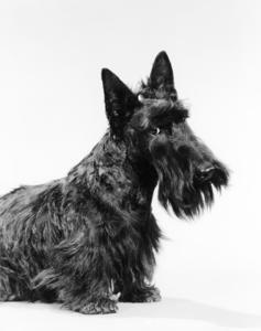 BLACK SCOTTISH TERRIER WITH HEAD SLIGHTLY TILTED 186567