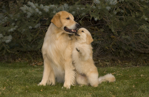 GOLDEN PUPPY STANDING WITH PAW ON DOGS BACK 188018