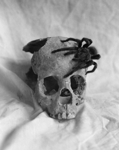 1970s TARANTULA SPIDER CRAWLING ON HUMAN SKULL 188224