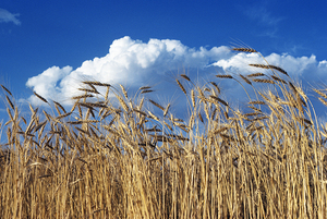 1970s FIELD OF WHEAT STALKS BLUE SKY AND CLOUDS 190848