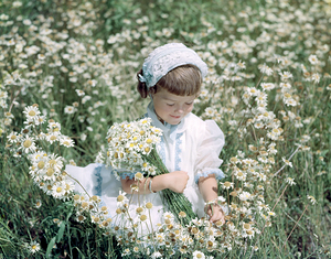 1950s-60s YOUNG GIRL PICKING FLOWERS IN DAISY FLD 202470
