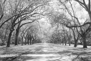 Live Oaks Spanish Moss Wormsloe State Historic Site Savannah GA 204327