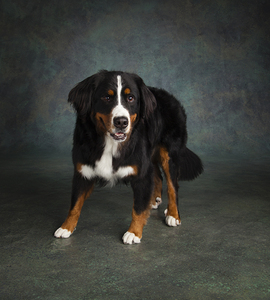 Portrait of Bernese Mountain Dog 208170